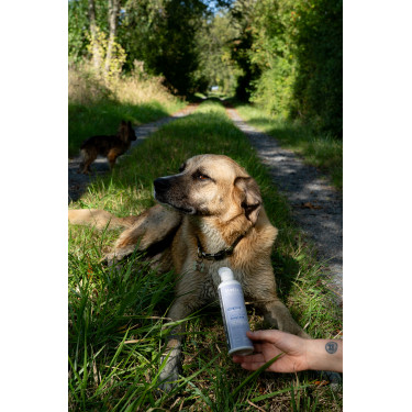 Aanvullend voer Alodis Care Cani Complexe voor honden Aanvullend voer Alodis Care Cani Complexe voor honden