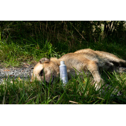 Aanvullend voer Alodis Care Cani Complexe voor honden Aanvullend voer Alodis Care Cani Complexe voor honden