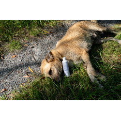 Aanvullend voer Alodis Care Cani Complexe voor honden Aanvullend voer Alodis Care Cani Complexe voor honden