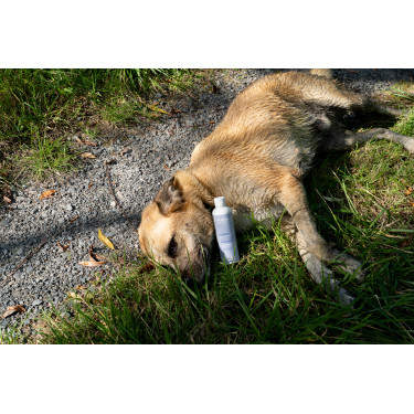 Aanvullend voer Alodis Care Cani Complexe voor honden Aanvullend voer Alodis Care Cani Complexe voor honden