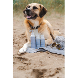 Shampoo Alodis Care Cani Soap voor honden