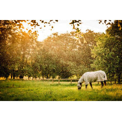 Vliegendeken Horseware Newmarket Plus Houtskool witney Grijs