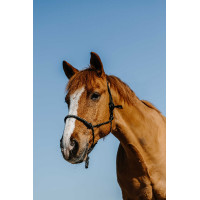 Nylon ethologisch halster Norton Diams Zwart Nylon ethologisch halster Norton Diams Zwart