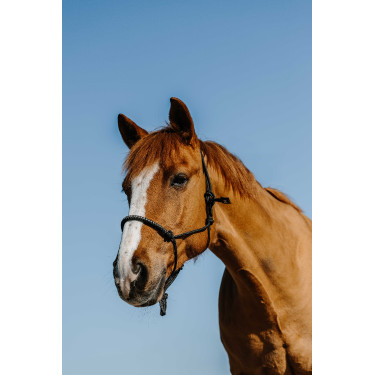 Nylon ethologisch halster Norton Diams Nylon ethologisch halster Norton Diams