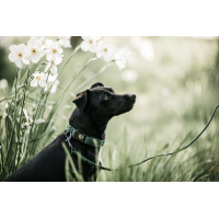 Laat Kentucky voor hond Hagedis Olijfgroen Laat Kentucky voor hond Hagedis Olijfgroen