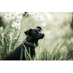 Laat Kentucky voor hond Hagedis Olijfgroen Laat Kentucky voor hond Hagedis Olijfgroen