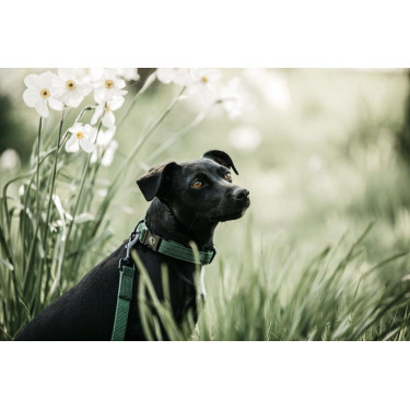 Laat Kentucky voor hond Hagedis Olijfgroen Laat Kentucky voor hond Hagedis Olijfgroen