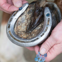Doppen voor LeMieux Stud Plugz schroefstiften per 60
