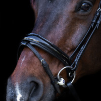 Hoofdstel met Engelse neusriem Imperial Riding Zwart / zwart