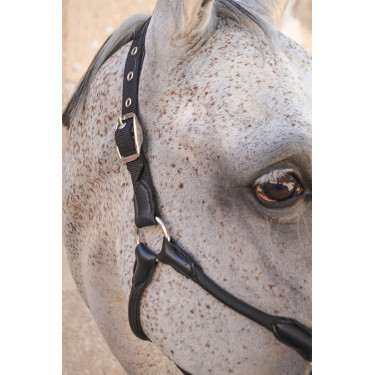 Halter Harcour Honey Zwart