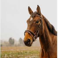 Bridon Norton Club Strass V Zwart Bridon Norton Club Strass V Zwart