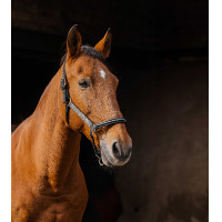 Nylon halster Equithème Domino Grijs