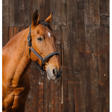 Nylon halster Equithème Domino Koper Bruin