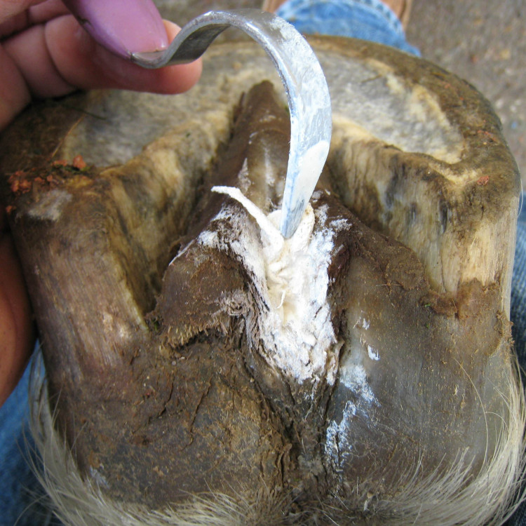 Hoef Spul Rode Paard Hoef Spul Rode Paard