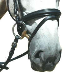 Bridon Pull Back Le Touquet Privilege Equitatie