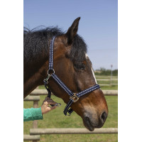 Licol Norton Grooming Rood