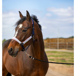 Halster Equithème Nylon Check Halster Equithème Nylon Check