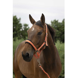 Halster + leadrope Norton Large Koraal