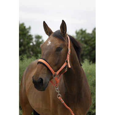 Halster + leadrope Norton Large Koraal