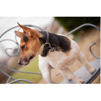 Halsband voor hond Pénélope Olie Havana