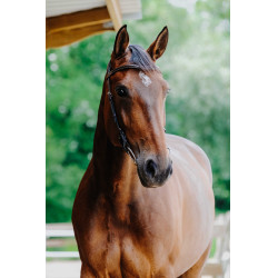 Bridon Freedom Norton Havana Bruin