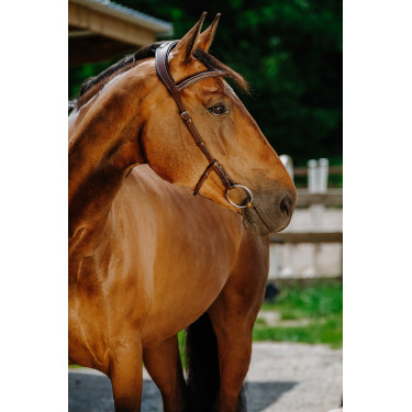 Bridon Freedom Norton Havana Bruin