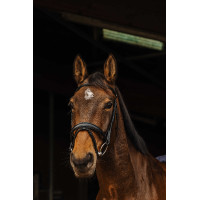 Bridon Norton Pro Donker Zwart