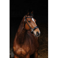 Bridon Norton Pro Hackamore Zwart Bridon Norton Pro Hackamore Zwart