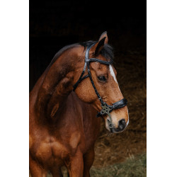 Bridon Norton Pro Hackamore Zwart