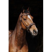Bridon Norton Pro Hackamore Havana