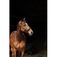 Bridon Norton Pro Hackamore Zwart Bridon Norton Pro Hackamore Zwart