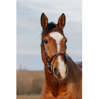 Bridon Norton Club Easy Havana Bruin