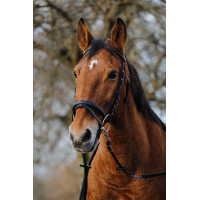 Bridon Norton Training Zwart Bridon Norton Training Zwart