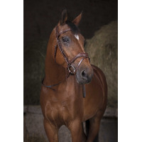Teugels Norton Pro singel Zwart / wit Teugels Norton Pro singel Zwart / wit