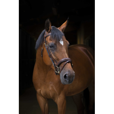 Bridon Eric Thomas Pro Wave Havana Bruin