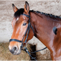 Hoofdstel Michel Robert Tde T Duitse neusriem T van T Donker Havana Bruin