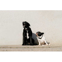 Halsband en riem voor hond Equithème Max Zwart