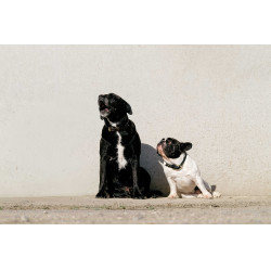 Halsband en riem voor hond Equithème Max