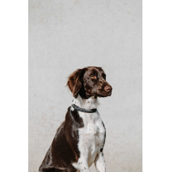 Halsband voor hond Equithème Nala Zwart