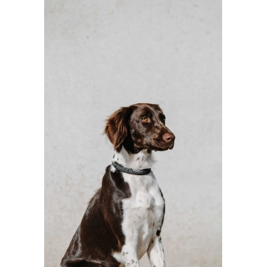Halsband voor hond Equithème Nala Zwart