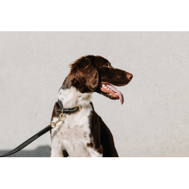 Halsband voor hond Equithème Nala Zwart