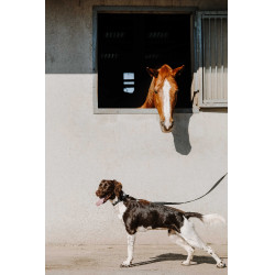 Halsband voor hond Equithème Nala Zwart