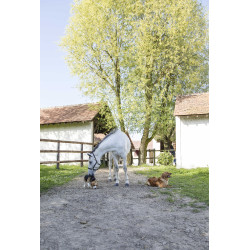 Leren halsband Diego & Louna voor honden Leren halsband Diego & Louna voor honden