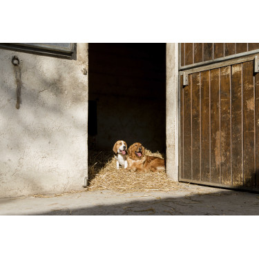 Leren halsband Diego & Louna voor honden Leren halsband Diego & Louna voor honden