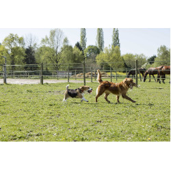 Leren halsband Diego & Louna voor honden Leren halsband Diego & Louna voor honden
