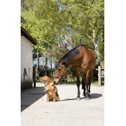 Leren halsband Diego & Louna voor honden Leren halsband Diego & Louna voor honden