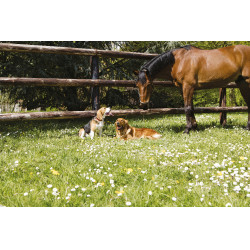 Leren halsband Diego & Louna voor honden Leren halsband Diego & Louna voor honden