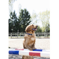 Nylon halsband Diego & Louna voor honden Antraciet / koraal Grijs Nylon halsband Diego & Louna voor honden Antraciet / koraal Grijs