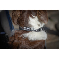 Halsband voor hond Pénélope Pearl Zwart / wit
