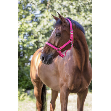 Norton Fluo halster gevoerd Roze